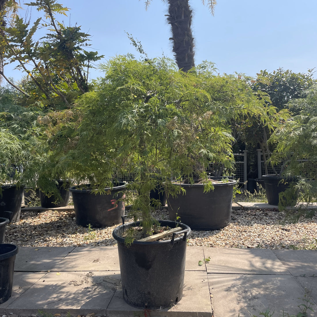 The Best Online Garden Centres 2024