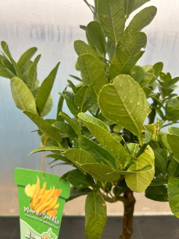 Discover the Enchanting Buddha's Hand Citrus Tree at Web Garden Centre
