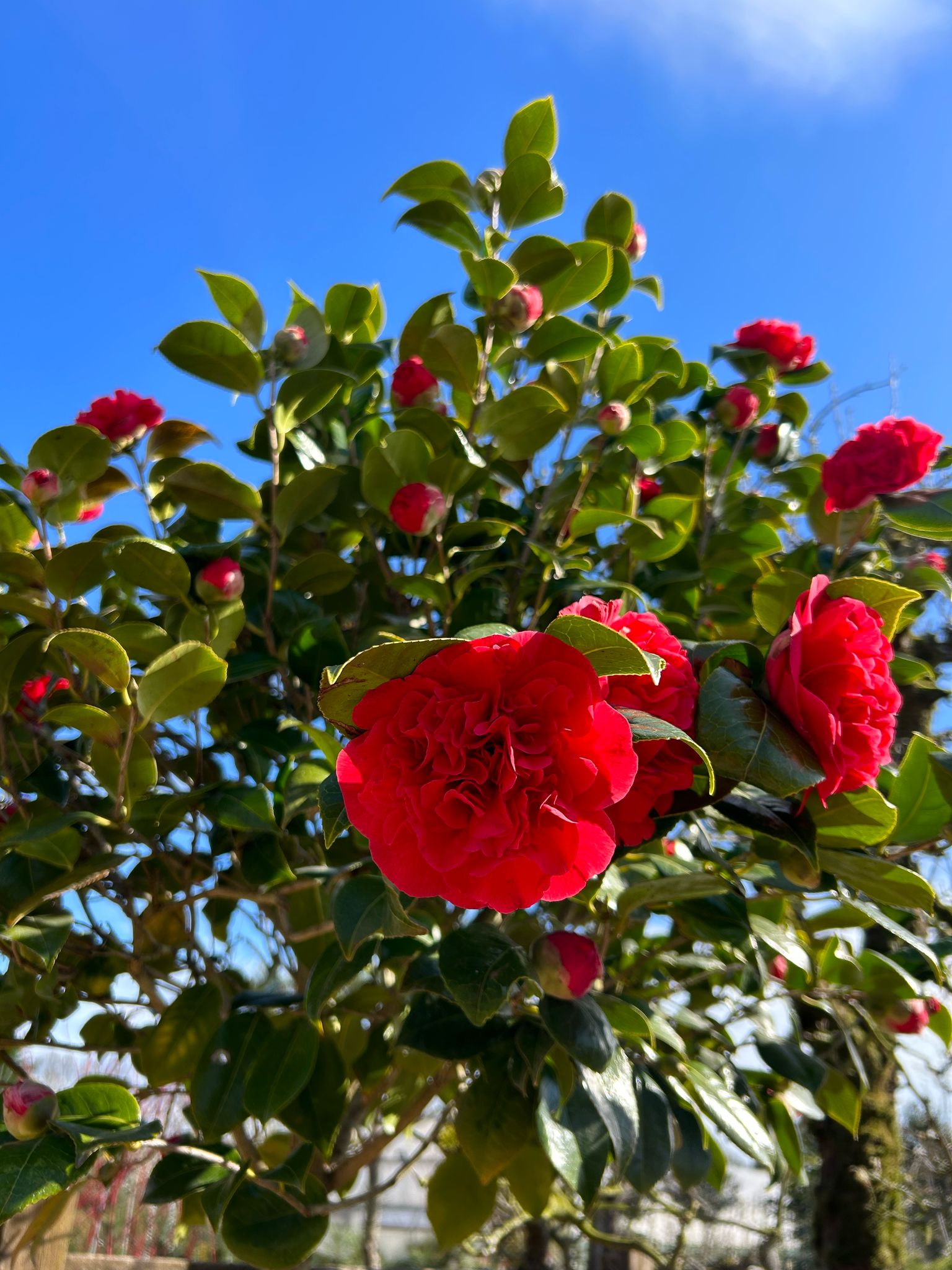 Camellia Care Guide  Growing Camellias in the UK 2025  Web Garden Centre