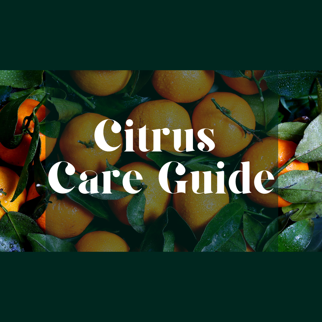 How to care for your Citrus Tree