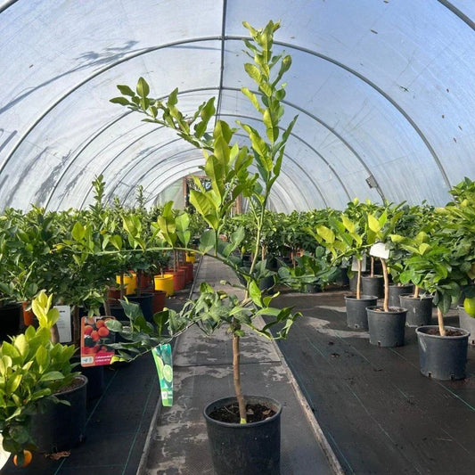 How to Care for Citrus hystrix (Kaffir Lime) in the UK 2025: Essential Tips and Guidelines