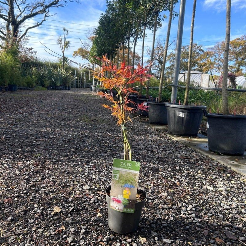 Acer palmatum Emerald Lace: A Guide to Cultivating and Caring for this Stunning Japanese Maple 2024