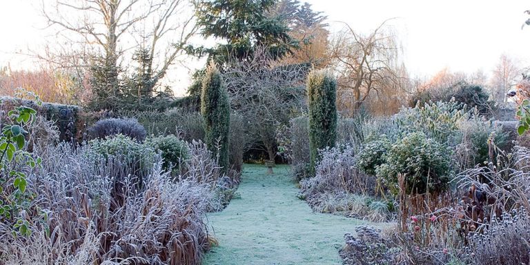 Best plants for winter garden colour - Web Garden Centre