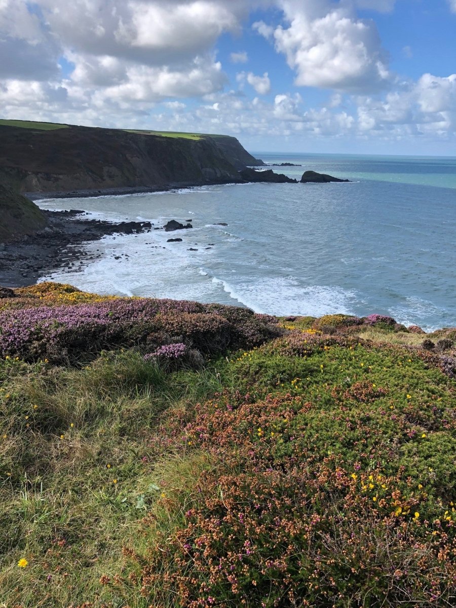 Coastal Hedging Plants - Web Garden Centre