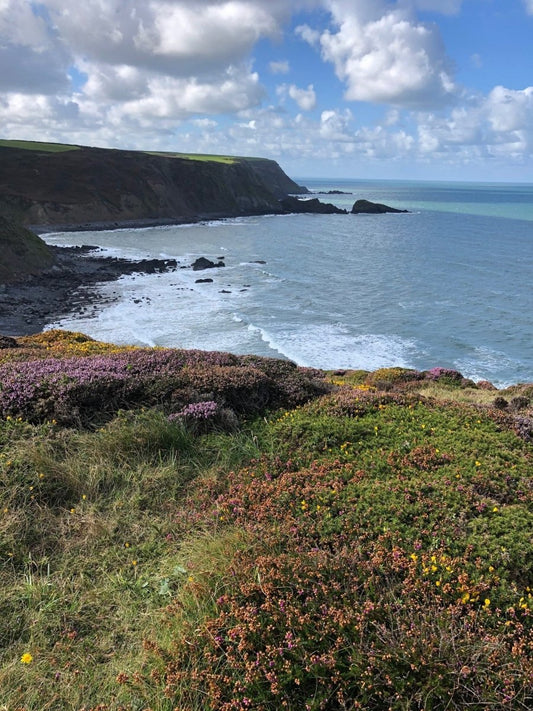 Coastal Hedging Plants - Web Garden Centre