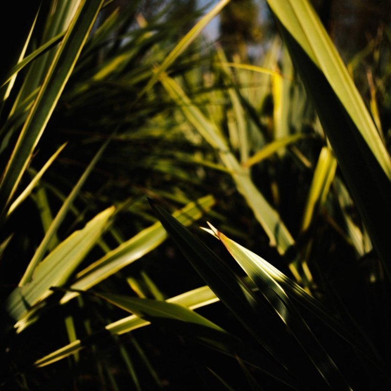 Cordyline for Residential and Commercial Landscapes in 2024 - Web Garden Centre