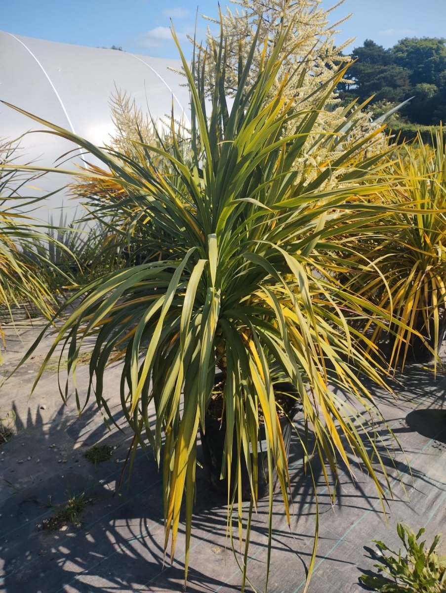Cordyline Indivisa: A Majestic Ornamental Plant for Your Garden  Web  Garden Centre
