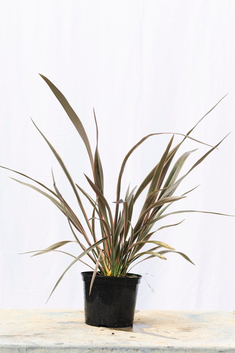 Discover The Rare Varieties Of Phormiums! - Web Garden Centre