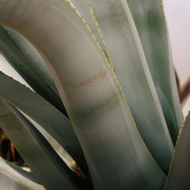 Embracing Tropical Paradise: The Top 10 Tropical Plants for Your Garden in 2024 - Web Garden Centre