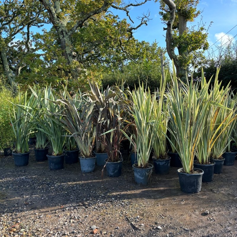 How to Prune a Phormium: A Practical Guide - Web Garden Centre