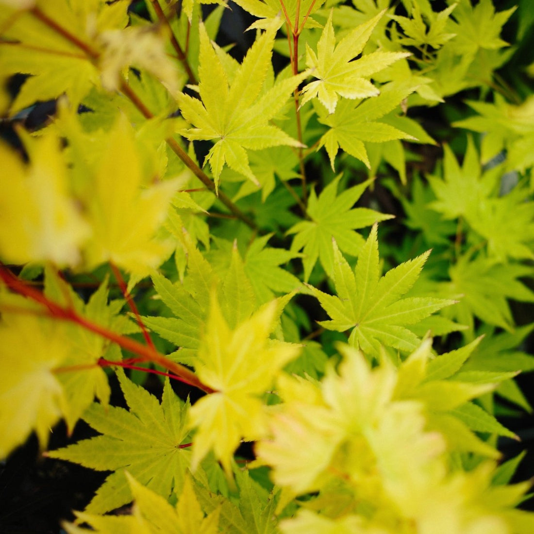 Exploring the Splendor of Acer Palmatum Going Green 2024