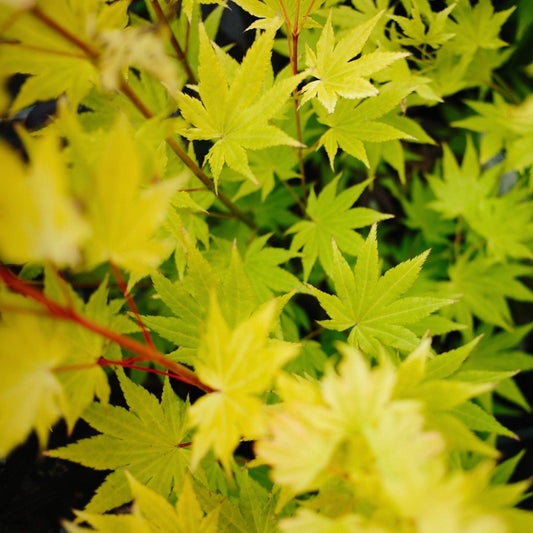 Exploring the Splendor of Acer Palmatum Going Green 2024