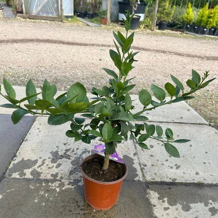 How to Care for Citrus aurantiifolia (Key Lime)