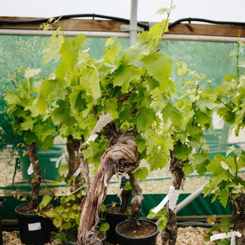 Orchard Oasis: The Top 10 Fruit Trees to Cultivate in Your Garden in 2024 - Web Garden Centre