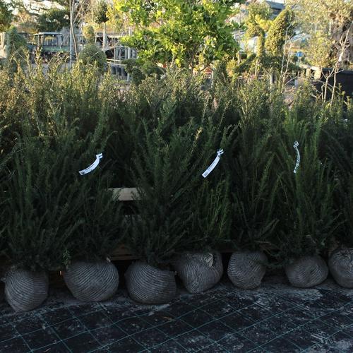 Root Ball Hedging - What are Root Balls? - Web Garden Centre