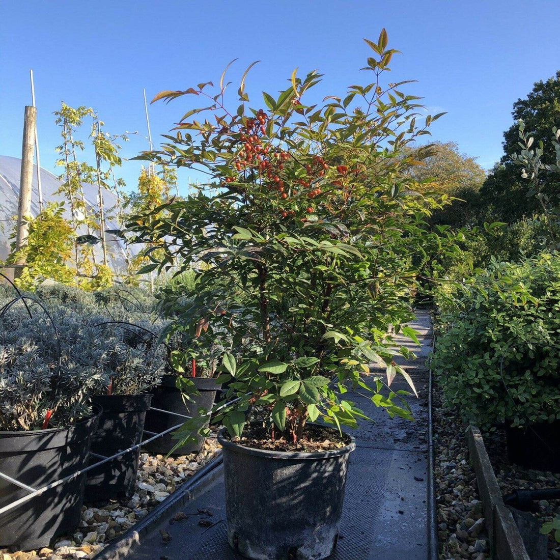 The Ultimate 5 Secrets to Nandina domestica Care: The Heavenly Guide - Web Garden Centre