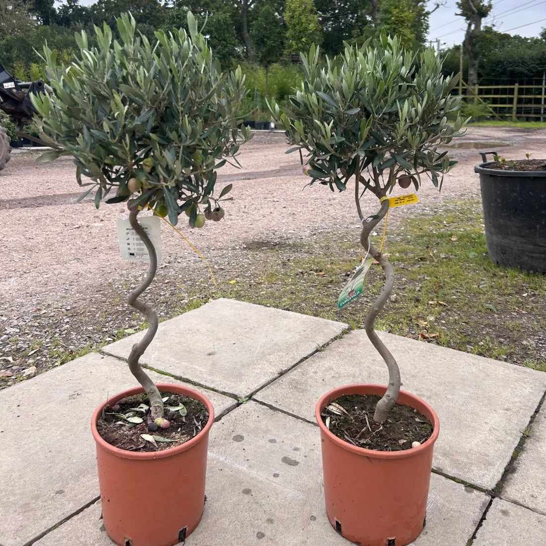 Creative Olive Tree Landscaping Ideas 2024