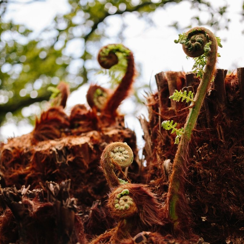 Ultimate Guide to Tree Ferns - Dicksonia Antarctica 2023 - Web Garden Centre