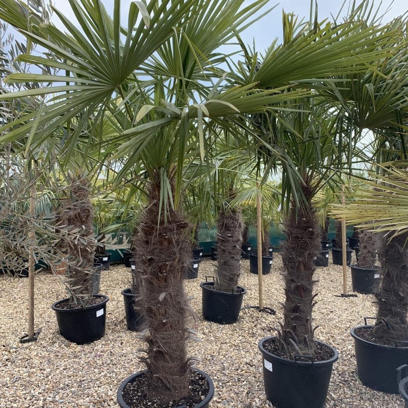 Unlocking the Secrets of the Trachycarpus Fortunei Root System - Web Garden Centre