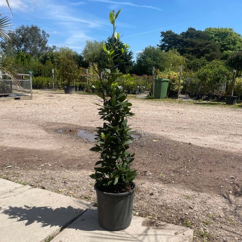 When to Prune a Bay Tree: A Comprehensive Guide - Web Garden Centre