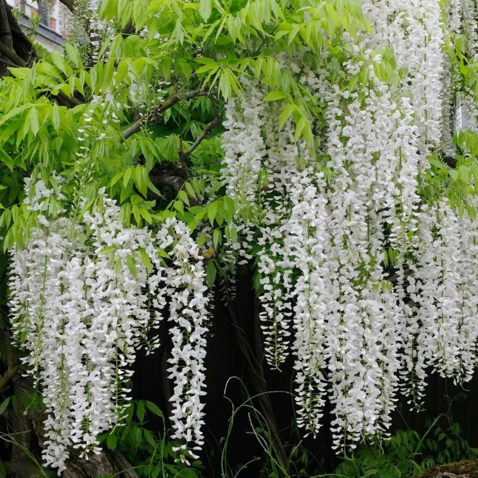 Wisteria Care Guide  How to Grow Wisteria in the UK 2025  Web Garden  Centre