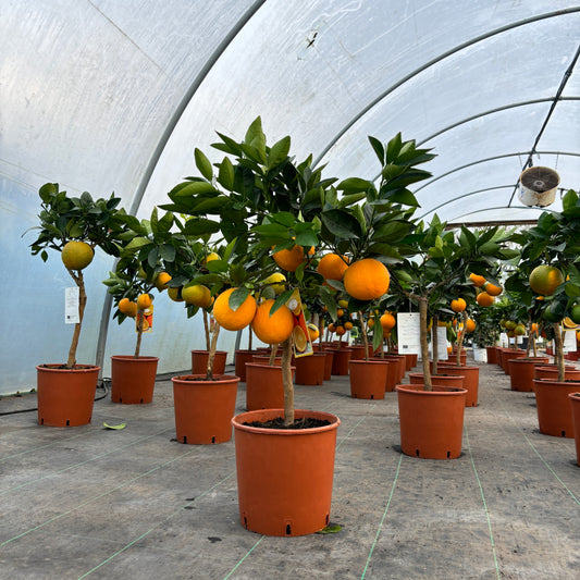 Orange Citrus Tree 60-80cm 5L - Buy Plants Online from  Web Garden Centre - Just £45! 