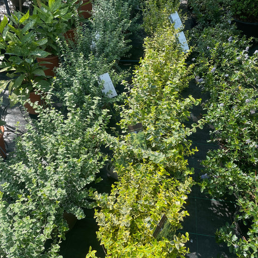 Euonymus fort. Emerald Gaiety 40cm 7.5L - Buy Plants Online at Web Garden Centre