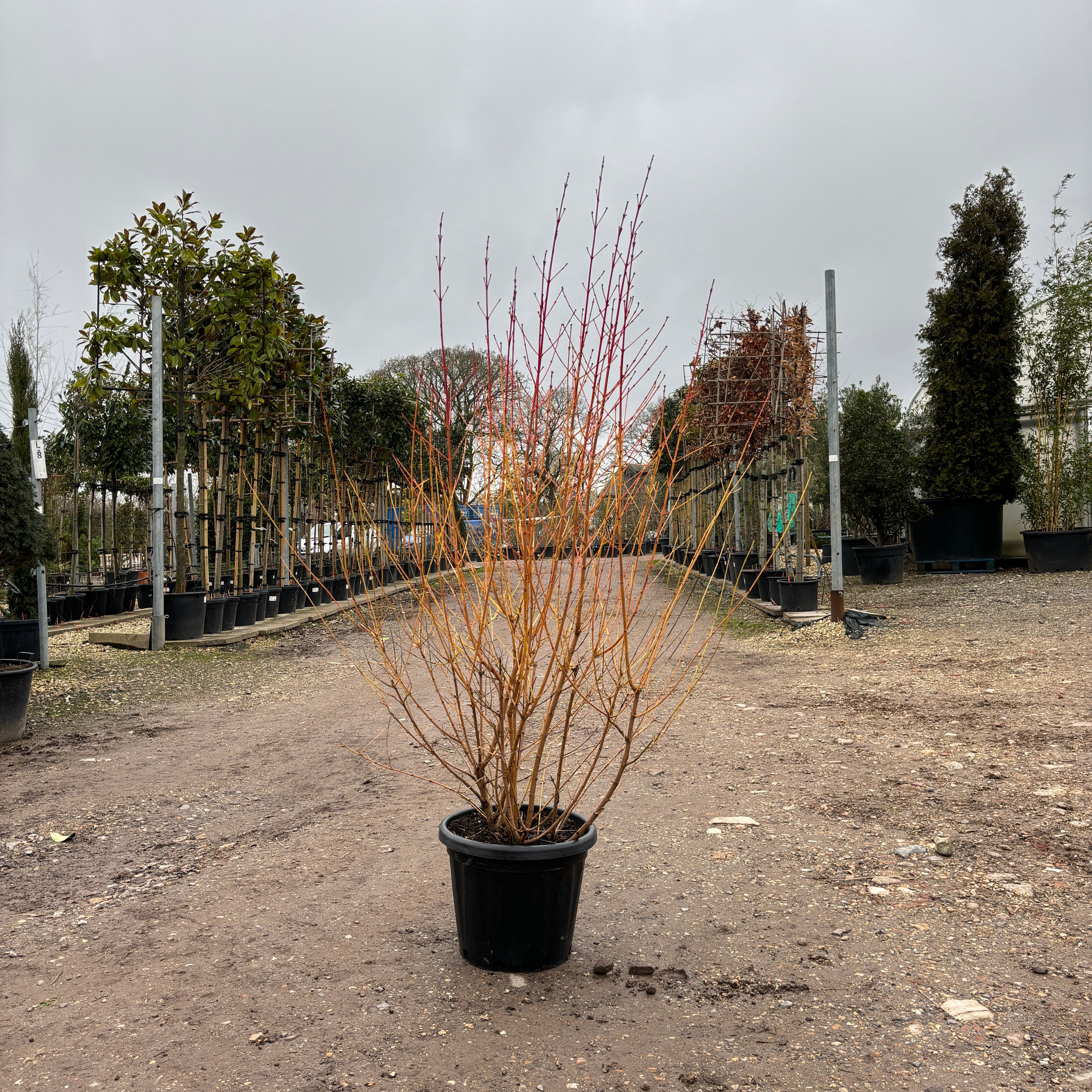 Cornus sang. Midwinter Fire 200-220cm 25L - Buy Plants Online from  Web Garden Centre - Just £150! 