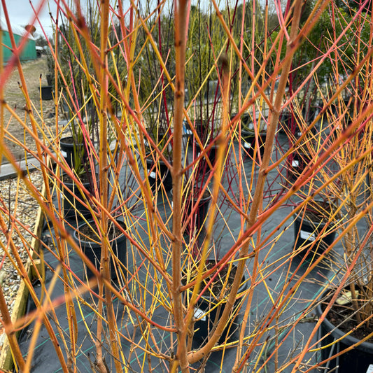 Cornus sang. Midwinter Fire 200-220cm 25L - Buy Plants Online at Web Garden Centre