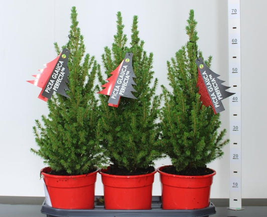 Mini Christmas Tree - Buy Plants Online at Web Garden Centre