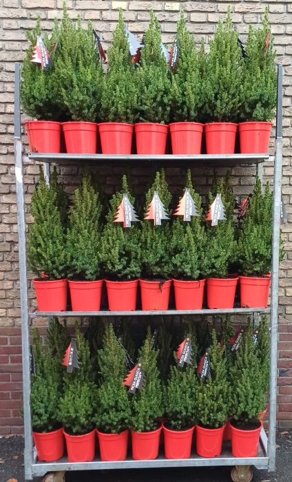 Mini Christmas Tree - Buy Plants Online at Web Garden Centre