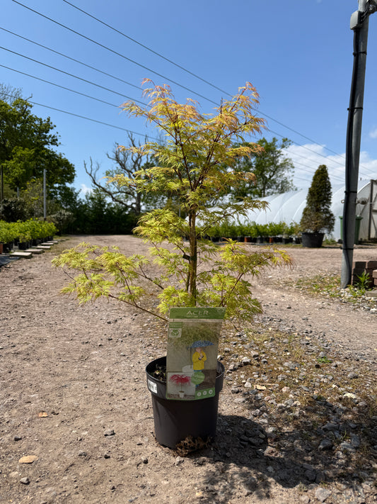 Acer Palmatum 'Emerald Lace' 60-80cm 3L