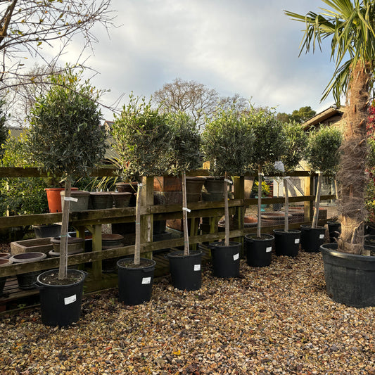 Olive Tree Standards 170-180cm 30L - Buy Plants Online from  Web Garden Centre - Just £250! 
