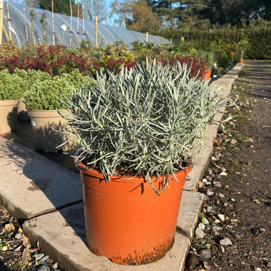 Lavender 'Hidcote' - Buy Plants Online at Web Garden Centre