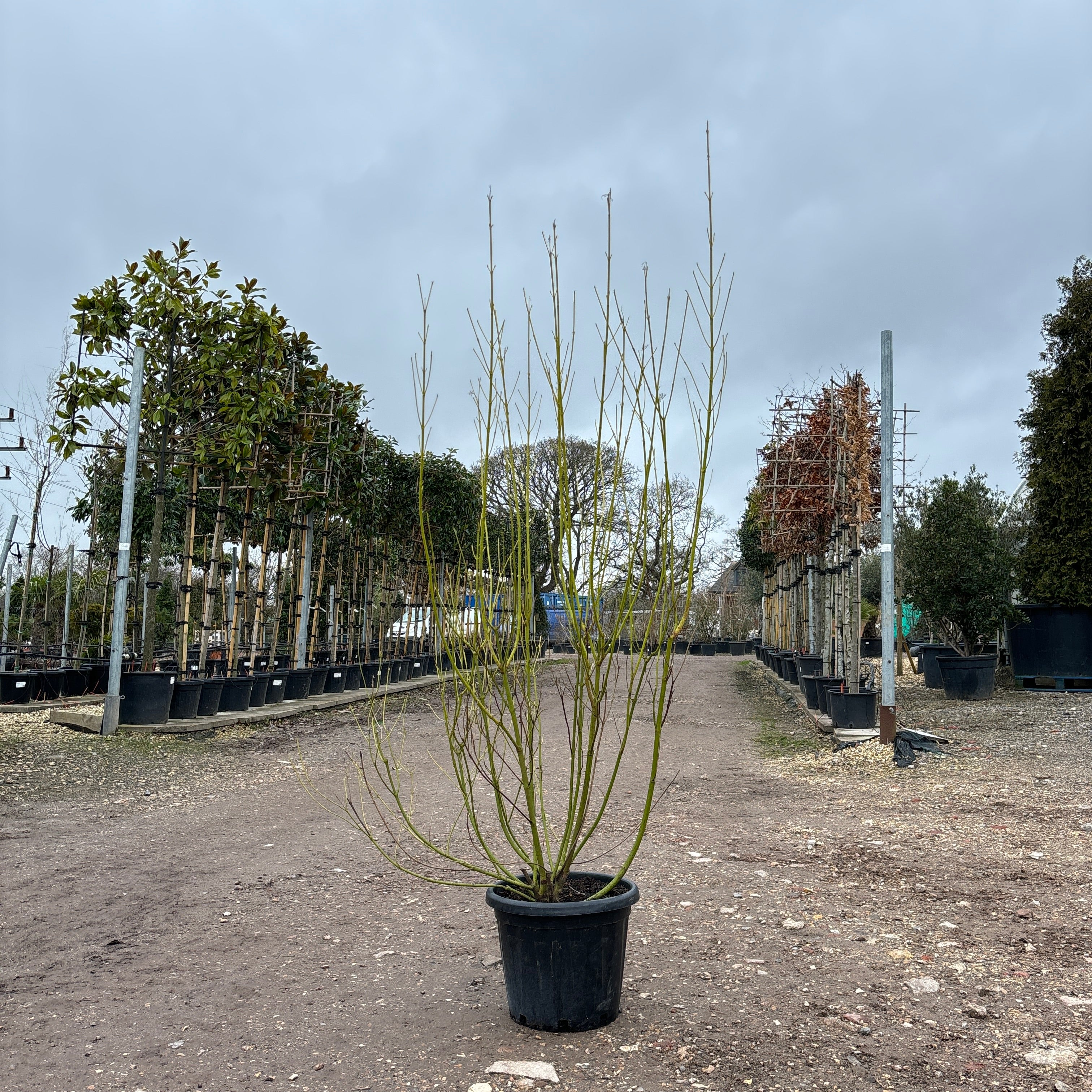 Cornus sericea 'Flaviramea' 200-210cm 25L - Buy Plants Online from  Web Garden Centre - Just £150! 
