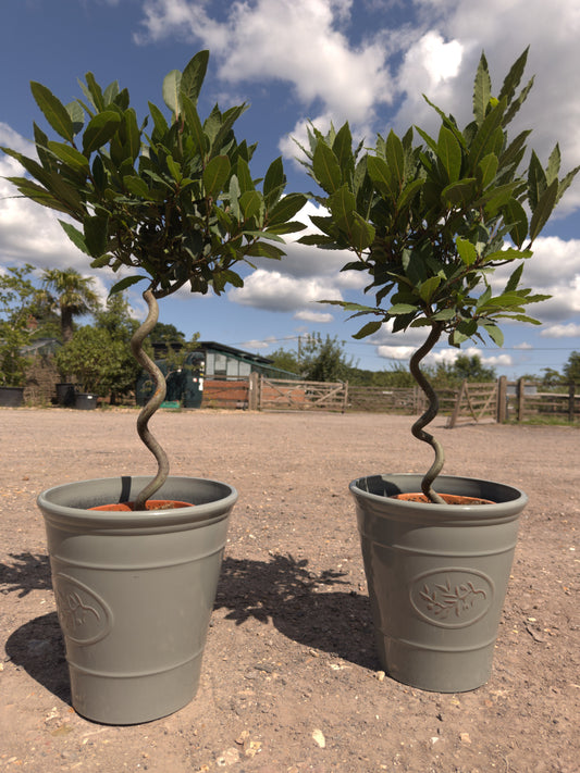 Spiral Bay Trees - Buy Plants Online at Web Garden Centre