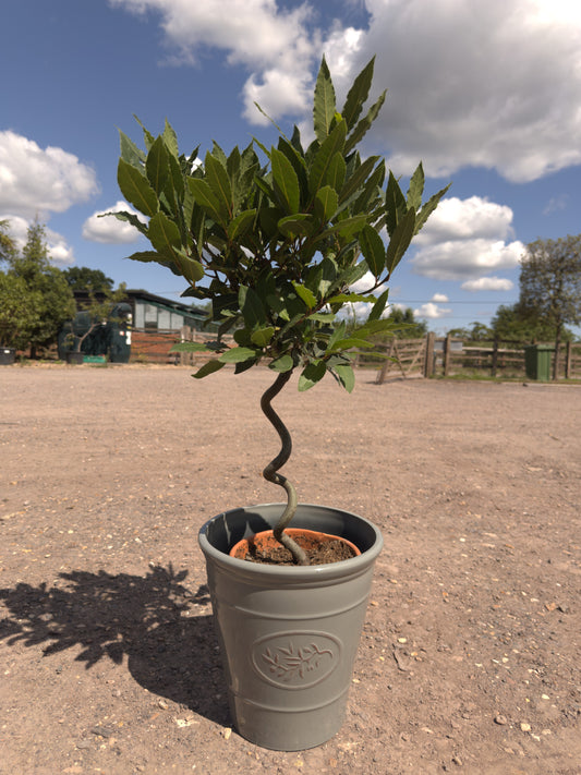 Spiral Bay Trees - Buy Plants Online at Web Garden Centre