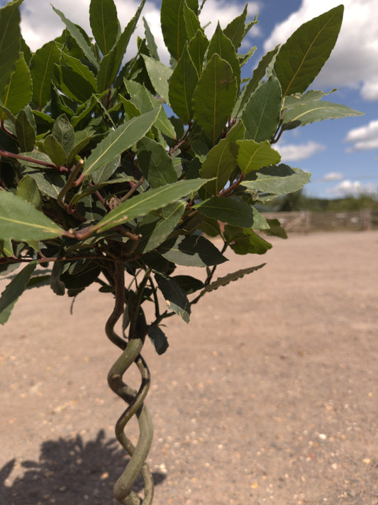 Double Spiral Bay Trees - Buy Plants Online at Web Garden Centre