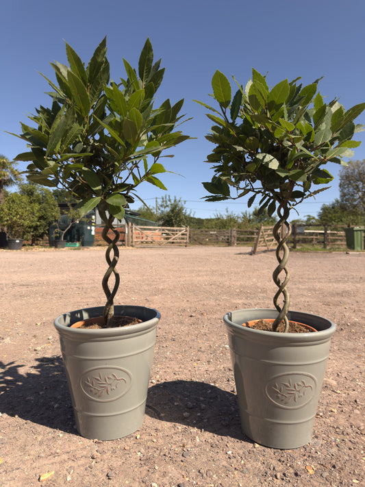 Double Spiral Bay Trees - Buy Plants Online at Web Garden Centre
