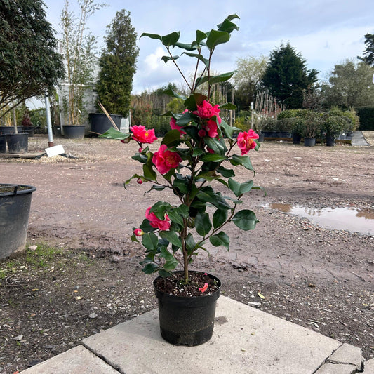 Camellia Japonica 'Dr. King' 90cm 4L - Buy Plants Online at Web Garden Centre