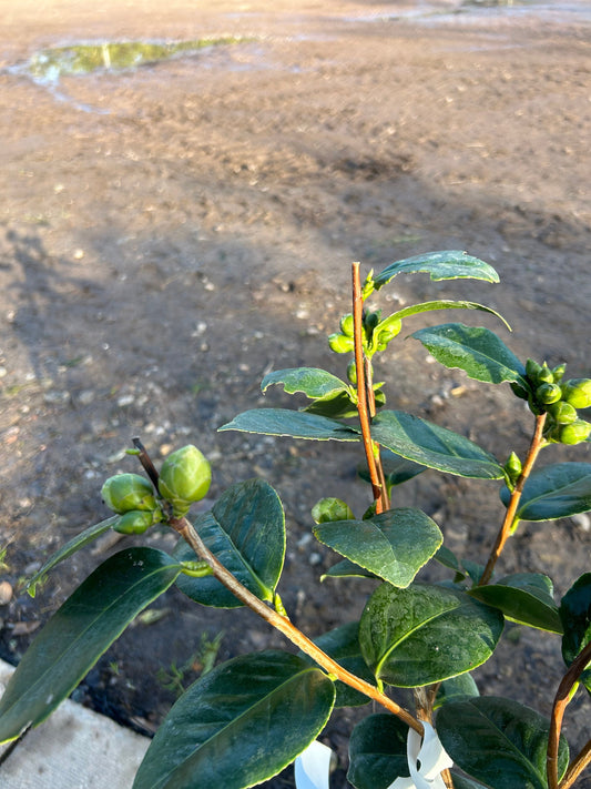Camellia Japonica 'Imbricata Alba' 60cm 3L - Buy Plants Online at Web Garden Centre