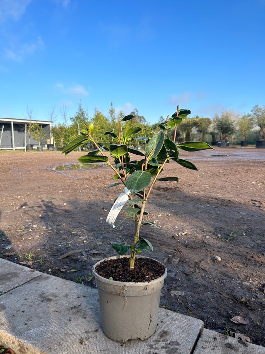 Camellia Japonica 'Imbricata Alba' 60cm 3L - Buy Plants Online at Web Garden Centre