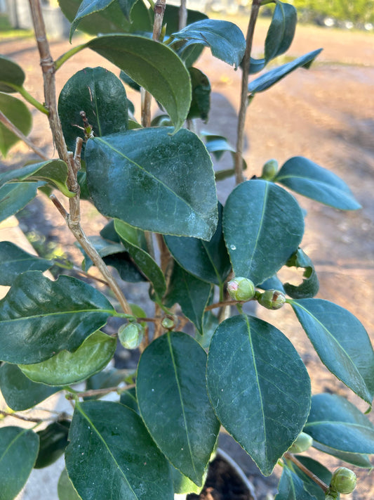 Camellia Japonica 'Kimberley' 70cm 3L - Buy Plants Online at Web Garden Centre