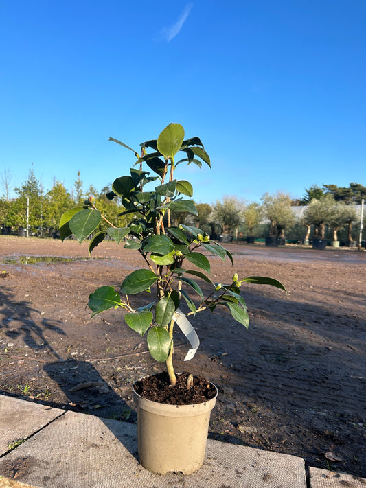 Camellia Japonica 'Kimberley' 70cm 3L - Buy Plants Online at Web Garden Centre