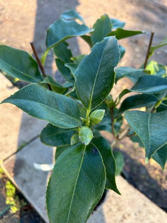 Camellia Japonica 'Lady Mcculloch' 60cm 3L - Buy Plants Online at Web Garden Centre