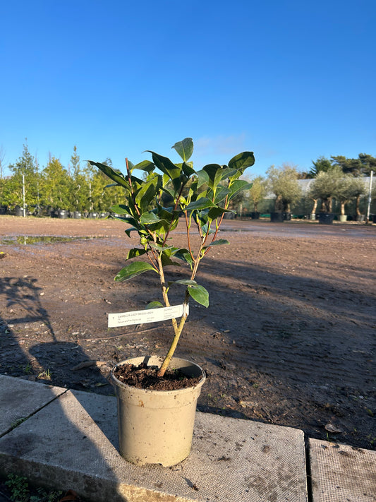 Camellia Japonica 'Lady Mcculloch' 60cm 3L - Buy Plants Online at Web Garden Centre