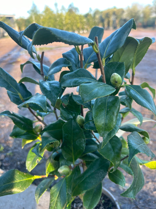 Camellia Japonica 'Lady Vansittart' 60cm 3L - Buy Plants Online at Web Garden Centre