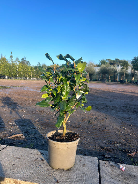 Camellia Japonica 'Lady Vansittart' 60cm 3L - Buy Plants Online at Web Garden Centre