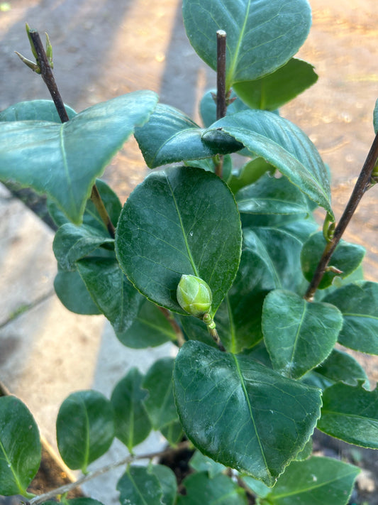 Camellia Japonica 'Madame Cachet' 70cm 3L - Buy Plants Online at Web Garden Centre