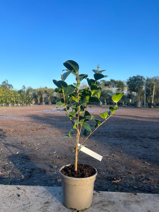 Camellia Japonica 'Madame Cachet' 70cm 3L - Buy Plants Online at Web Garden Centre
